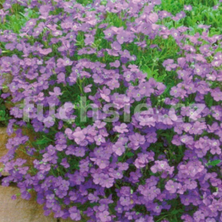 Tařička (Aubrieta Hyb. R. Blue) 3092