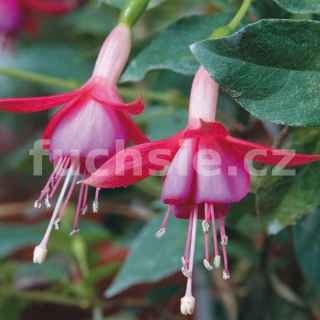 Schlos Anholt Fuchsie