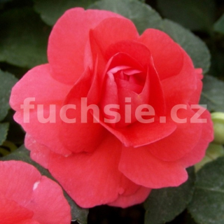 Impantiens New Guinea (Balzamína) - 034