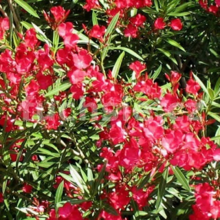 Oleandr, Nerium Hardy Red červený plnokvětý- - 175