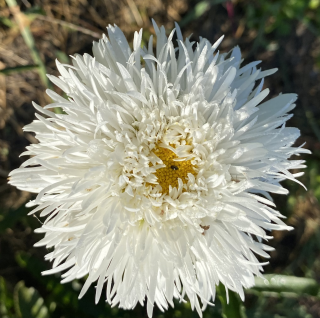 Leucanthemum Luna Kopretina žlutá 3094