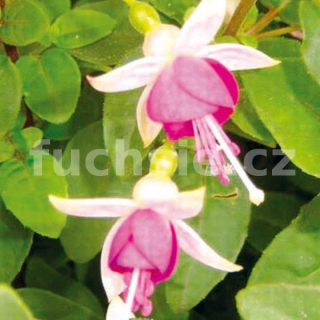 Krommenie Fuchsie