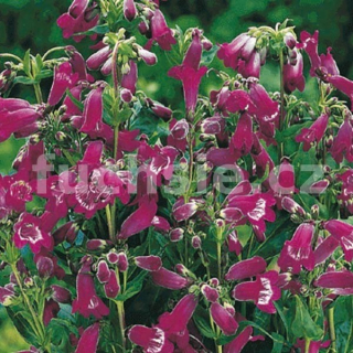 Dračík (Penstemon Barbatus Garnet)