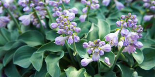 Hosta, Bohyška Blue Mouse Ears 3157 A