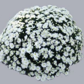 Chryzantéma multiflora Jolana - 3234