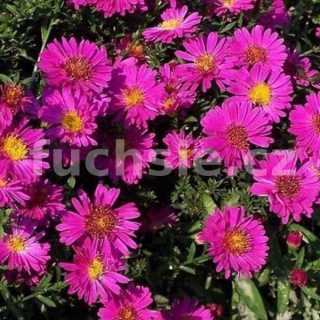 Aster podzimní (Aster Dumosus) fialov 3102á