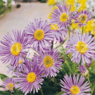 Astra skalková (Aster Alpinus Goliat)