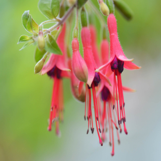 Browilobis Fuchsie 334