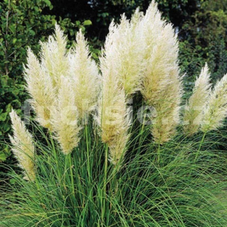 Cortaderia Selloana, stříbrná 3121