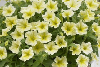 Surfínia žlutá - 042