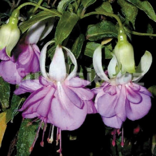 Blue Mirage Fuchsie   278