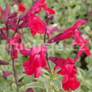 Šalvěj Salvia  greggi Mirage Burgundy