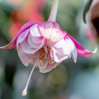 Lisete Kums Fuchsie (Šl. Carol Roes, NL, 2006) 752