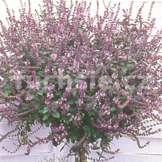 Ocimum Hybrida (Keříčková bazalka) - 163