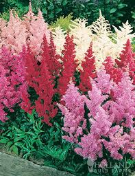 Čechrava (Astilbe Ardensii Hybrids) mix barev