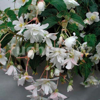 Begonia Chanson převislá-bílá plnokvětá - 185