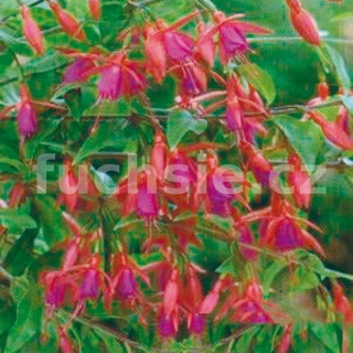 Bernisser Hardy Fuchsie-mrazuvzdorná 405