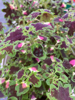 Africká kopřiva- coleus převislá - 153