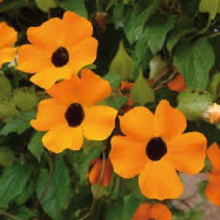 Černooká Zuzana – Thunberg ia New Orange - 036D