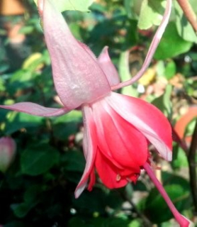Wattenpost. Fuchsie (Šl. Hartwig Schütt,D,2002)