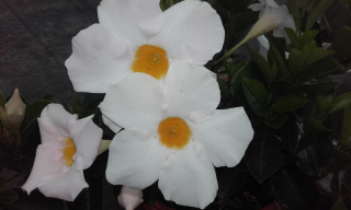 Mandevilla , Sandevilla bílá - 168B