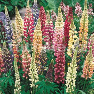 Vlčí bob (Lupinus Polyphyllus) - 3011