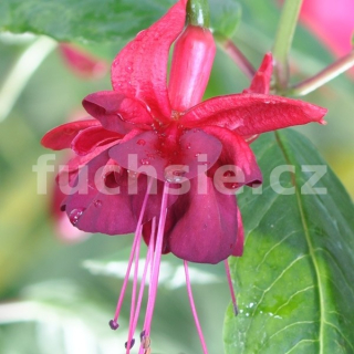 Schloss Hexenagger Fuchsie 824