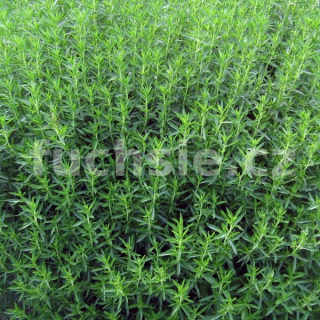 Satureja montana (Saturejka horská) - 196H