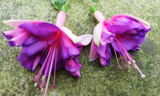 Carmen Blue Fuchsie (Hodges USA  1956)
