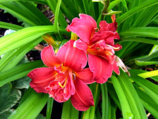 Hemerocallis  Double Fire Cracker
