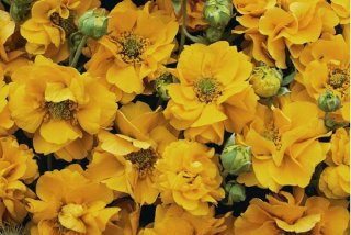 Geum apricot Pearl-kulík žlutý