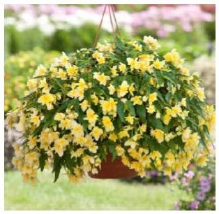 Begonia Bolivienská - žlutá, převislá - 197 Z