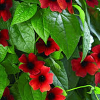 Černooká Zuzana – Thunbergia Brownie- 036C