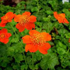 Geum cocciheum Borisil-Kuklík šarlatový  3117