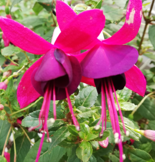 Fuchsie Jollies Revel 1193 F