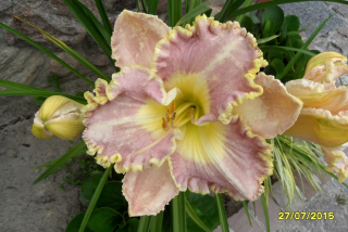 Hemerocallis- Denivka Lavander TuTu
