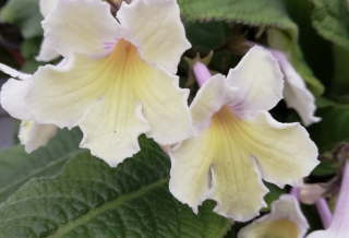 Streptocarpus - Tořivka světle  žlutá - 027Z