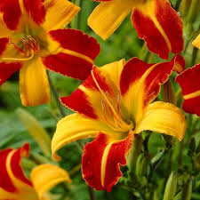 Hemerocallis Frans Hals- Denivka