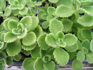Oparovník- Plectranthus - 137O