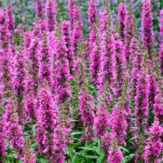 Lythrum salicaria – Kyprej  3112