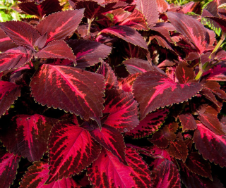 Africká kopřiva Coleus Copa King Henry 153 L