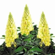 Vlčí bob (Lupinus Polyphyllus)-žlutá - 3011Z