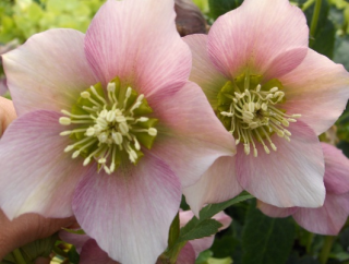 Helleborus-čemeřice- Pretty Ellen Pink