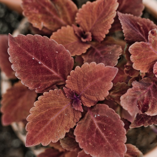 Africká kopřiva Coleus, Redheat - 154 U