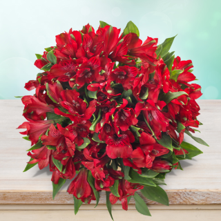 Alstromérie x Lilie Inků červená - 037D