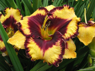 Hemerocallis - Denivka, Open My Eyes