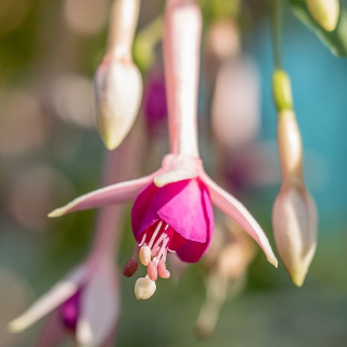 Fler de Picardia Fuchsie   651