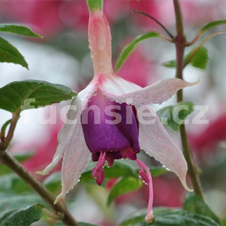 Murru 'von Fuchs Fuchsie 827