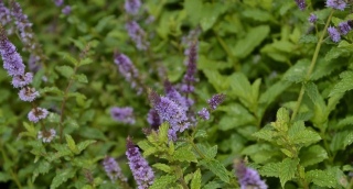 Máta brazilská (Máta) - 162N