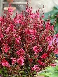 Gaura- svíčkovec- červená 3144